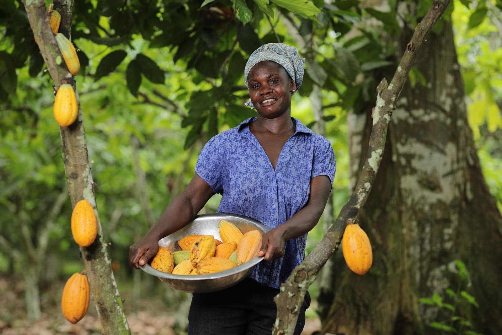 A farmer holding a basket of cocoa pods